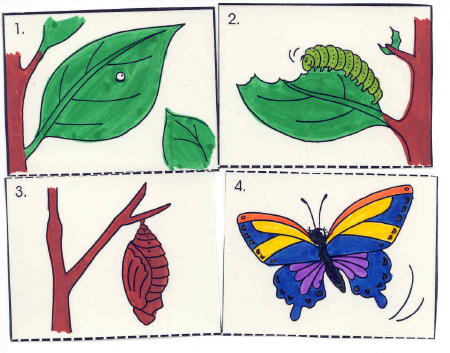 Kids Crossword on The Very Hungry Caterpillar   The Virtual Vine